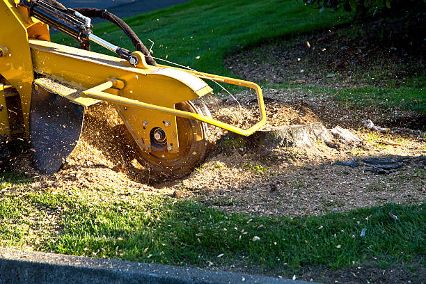 Best Stump Grinding Near Me  in Paradise Hills, NM